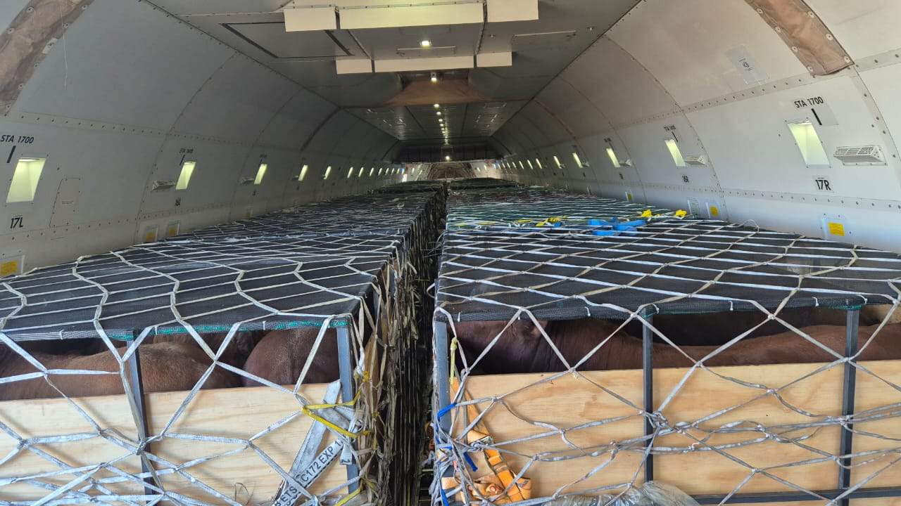 Livestock cargo secured inside an aircraft during an operation organised by Journey Giants