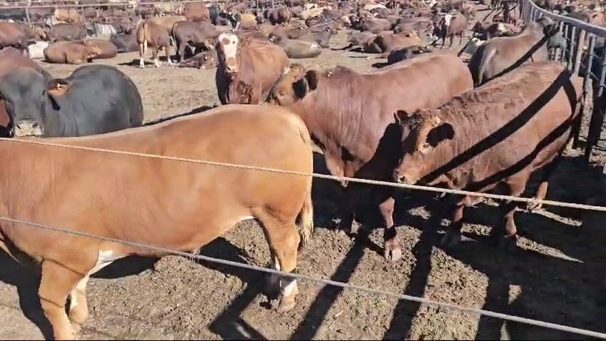 A group of cattle in outdoor holding pens