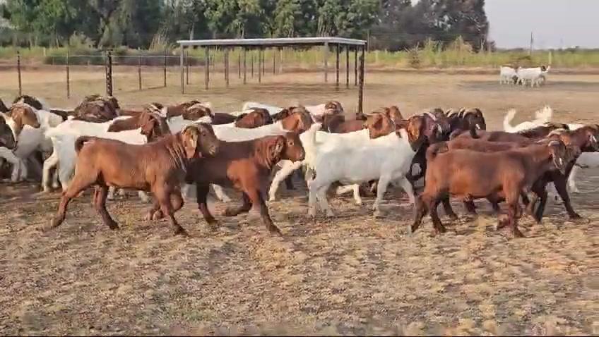 A group of brown and white goats outdoors