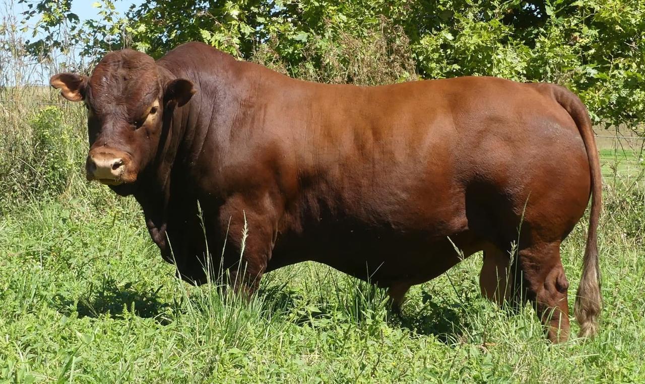 Brown bull standing in grass beneath trees