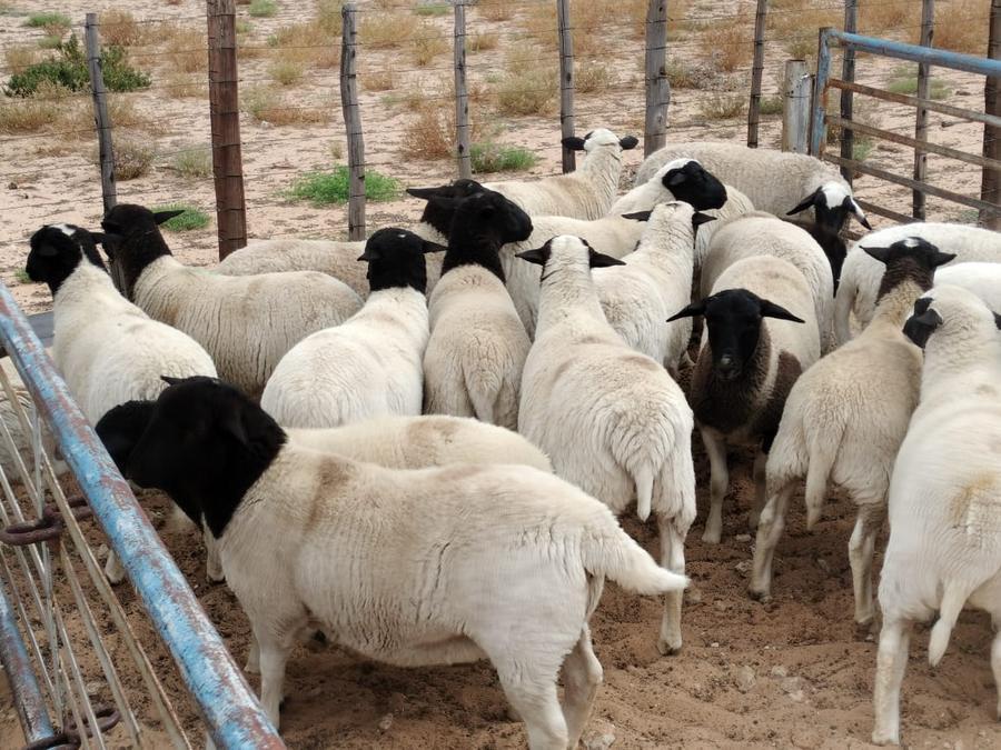 Black-headed sheep standing together in a pen